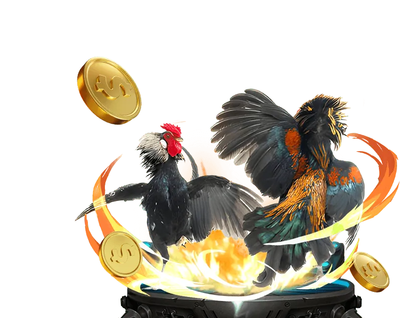 Đá gà cựa dao nguy hiểm